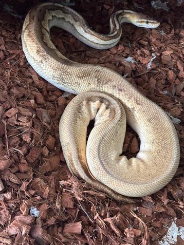 Super pastel mojave calico ball python beschikbaar voor biedingen