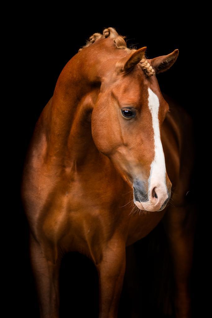 (Aangepaste advertentie) D-pony hengst, Dieren en Toebehoren, Pony's, Hengst, Onbeleerd, D pony (1.37m tot 1.48m), Dressuurpony