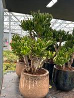 Crassula Horntree in luxe sierpot €20,-  vetplant vet hè!!, Ophalen, Vetplant, Halfschaduw, In pot