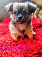 Nog twee prachtige chihuahua pups beschikbaar, Dieren en Toebehoren, Meerdere, Meerdere dieren, Chihuahua, Nederland