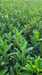 Prunus laur. Caucasica, Tuin en Terras, Planten | Struiken en Hagen, Ophalen, Laurier, Struik, Minder dan 100 cm