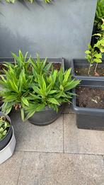 Vaste tuin plant met pot €5, Tuin en Terras, Planten | Tuinplanten, Ophalen, Bloeit niet, Overige soorten, Halfschaduw