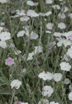 Zaden van Lychnis Coronaria Alba, wit prikneusje, Ophalen of Verzenden, Volle zon, Zaad