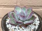 Echeveria Pink Line Succulenten Vetplanten, Huis en Inrichting, Kamerplanten, Ophalen of Verzenden, Vetplant, In pot