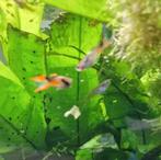 Endler guppen | o.a. snakeskin, Dieren en Toebehoren, Vissen | Aquariumvissen, Vis, Zoetwatervis, Schoolvis