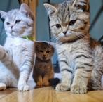 Katten en Kittens | Raskatten | Korthaar, Dieren en Toebehoren, Katten en Kittens | Raskatten | Korthaar, Poes, Gechipt, 0 tot 2 jaar