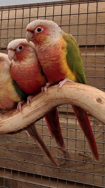 Pyrrhura Cinnamon opaline selectief rood  beschikbaar voor biedingen