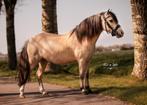 Pony - 6-jarige valk ruin, lief & ondeugend, B, Ruin, 3 tot 6 jaar, B pony (1.17m tot 1.27m)