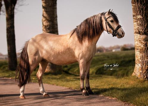 Pony - 6-jarige valk ruin, lief & ondeugend, Dieren en Toebehoren, Pony's, Ruin, B, B pony (1.17m tot 1.27m), Recreatiepony, 3 tot 6 jaar