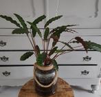 Calathea Wavestar in glazen vaas met touw, Huis en Inrichting, Ophalen, Overige soorten, Halfschaduw, In pot