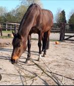 GEZOCHT wilgentakken voor paarden, Tuin en Terras, Ophalen