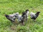 Jonge tamme Australorp kippen Blauw gesekst en ingeënt, Dieren en Toebehoren, Vrouwelijk, Kip