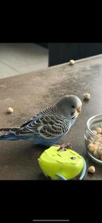 Hele mooie parkiet, Mannelijk, Parkiet