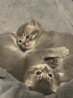 British korthaar, Dieren en Toebehoren, Katten en Kittens | Overige Katten, Kater, Kortharig, 0 tot 2 jaar