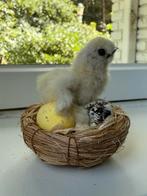 Taxidermie kuiken, Verzamelen, Dierenverzamelingen, Ophalen of Verzenden, Zo goed als nieuw, Opgezet dier