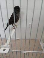 GEZOCHT: kanarie zwart kobalt, Dieren en Toebehoren, Vogels | Kanaries, Vrouwelijk, Kleurkanarie