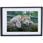 Mooie Panter Poster met Zwarte Lijst - 42 x 52 cm, Minder dan 50 cm, 50 tot 75 cm, Ophalen of Verzenden, Zo goed als nieuw