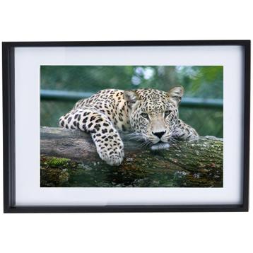 Mooie Panter Poster met Zwarte Lijst - 42 x 52 cm beschikbaar voor biedingen