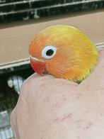 Prachtige piep jonge agapornis fisheri lovebirds split geel, Meerdere dieren, Dwergpapegaai of Agapornis, Geringd