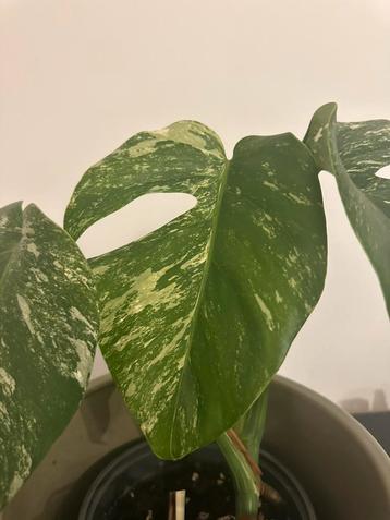 Monstera deliciose variegata plant beschikbaar voor biedingen