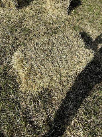 Mooie kleine weidehooi, paarden hooibaaltjes beschikbaar voor biedingen