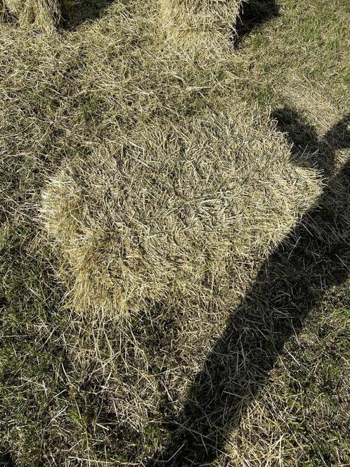 Mooie kleine weidehooi, paarden hooibaaltjes, Dieren en Toebehoren, Dierenvoeding, Overige soorten, Verzenden