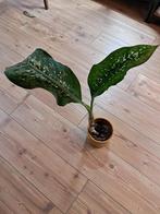 Dieffenbachia opknapper, Ophalen