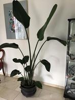 Strelitzia Kamerplant 2m - Ruilen mogelijk, Huis en Inrichting, Ophalen, Overige soorten, In pot, 150 tot 200 cm