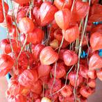 Physalis lampionnetjes, Ophalen of Verzenden, Overige soorten