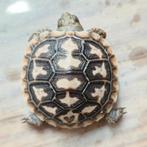 Pannekoek schildpad Malacochersus tornieri, 0 tot 2 jaar, Schildpad