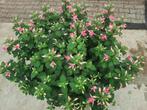 Fuchsia walz jubelteen, Tuin en Terras, Planten | Tuinplanten, Ophalen, Zomer, Volle zon