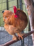 Henkie zoekt harem (Cochin kriel haan), Dieren en Toebehoren, Mannelijk, Kip