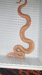 1.0 Junglow Motley het. Leopard, Slang