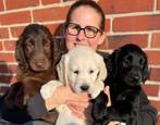 Flatcoated Retriever pups met stamboom, Dieren en Toebehoren, CDV (hondenziekte), 8 tot 15 weken, Meerdere, Nederland