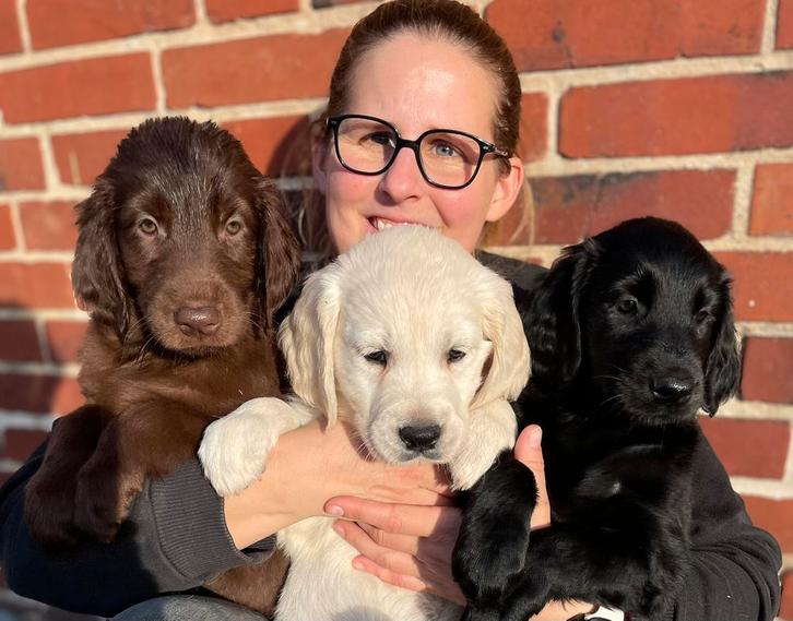 Flatcoated Retriever pups met stamboom, Dieren en Toebehoren, Honden | Retrievers, Spaniëls en Waterhonden, Reu, Overige rassen