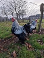 Mooie brahma zilver patrijs hanen, Dieren en Toebehoren, Pluimvee, Mannelijk, Kip