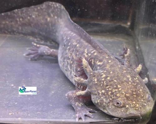 Axolotl Iridophores Starburst (A) Adult, Dieren en Toebehoren, Vissen | Aquariumvissen, Zoetwatervis, Overige typen