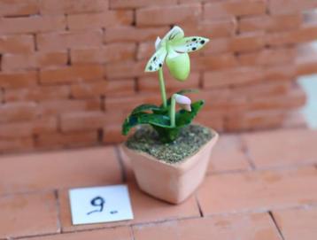 mooie plantjes en prachtige orchideetjes in terracotta potje beschikbaar voor biedingen
