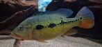 Cichla mirianae FOGO ca. 40-45 cm, Dieren en Toebehoren, Vis