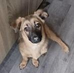 Te koop kruising, Dieren en Toebehoren, Honden | Niet-rashonden, Particulier, 1 tot 2 jaar, Buitenland, Eén hond