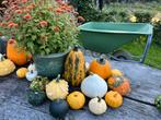 Heel veel mooie sier Kalebassen / pompoenen voor decoratie, Ophalen, Zo goed als nieuw