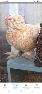 Gezocht broedeieren ukkelse baardkriel okerwit, Dieren en Toebehoren, Pluimvee, Geslacht onbekend, Kip