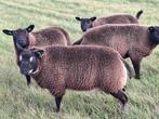 Dassenkop Ramlammeren, Mannelijk, Schaap