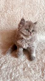 Britse korthaar kittens, Dieren en Toebehoren, Katten en Kittens | Raskatten | Korthaar, Meerdere dieren, Ontwormd, 0 tot 2 jaar