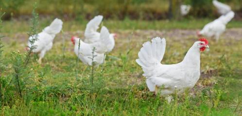 Witte Lohmann kippen 20 weken oud, Dieren en Toebehoren, Pluimvee, Kip, Vrouwelijk