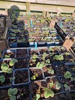 Aardbei plantjes, Ophalen, Volle zon, Groenteplanten, Eenjarig