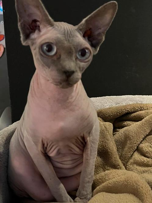 Meerdere dieren zoeken gouden huisje, Dieren en Toebehoren, Katten en Kittens | Raskatten | Korthaar, Meerdere dieren, 3 tot 5 jaar