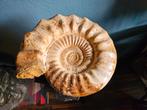 Ammoniet Madegascar 9,5 kg, Antiek en Kunst, Ophalen of Verzenden