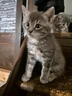 Kittens zoeken nieuw thuis, Dieren en Toebehoren, Katten en Kittens | Overige Katten, Poes