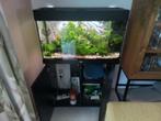 Juwel aquarium, Dieren en Toebehoren, Ophalen, Zo goed als nieuw, Gevuld zoetwateraquarium
